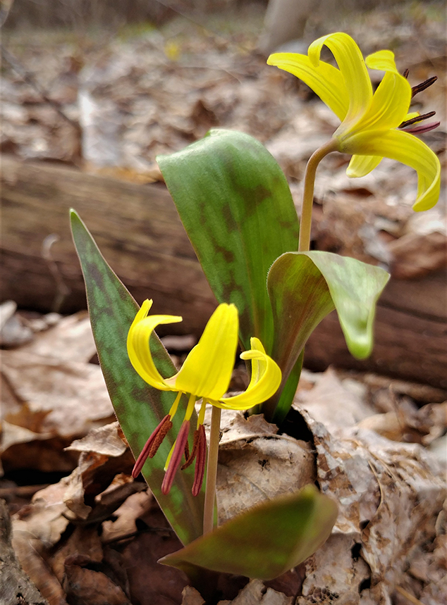 Trout lily outlet